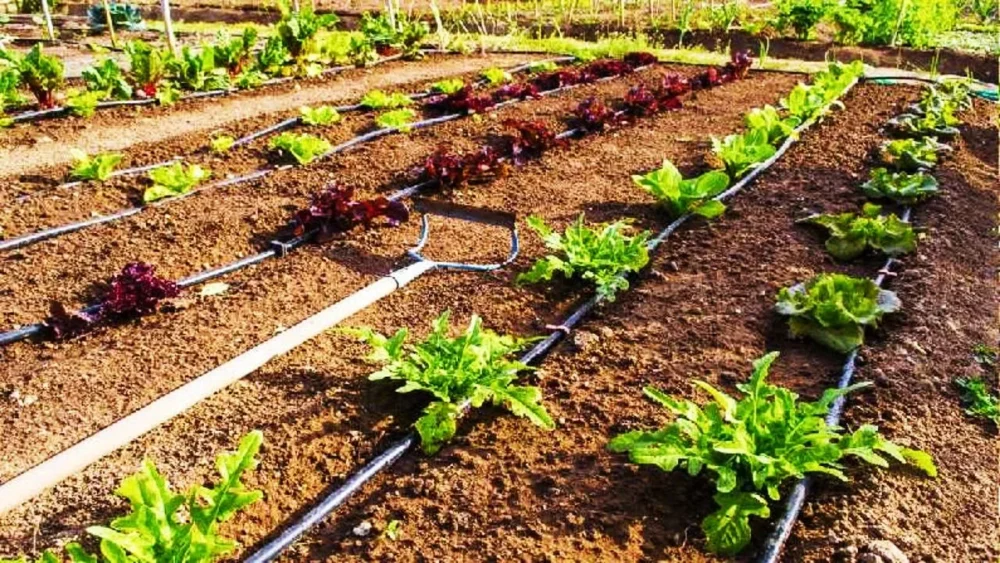Drip Irrigation in UP