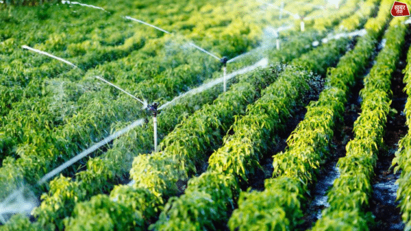Drip Irrigation in UP