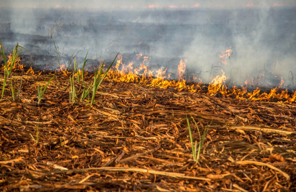 stubble burning
